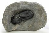 Morocconites Trilobite Fossil - Ofaten, Morocco #312768-3